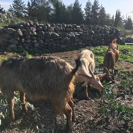 Suite Truck- Natura Eco Farm Εξωτερικό φωτογραφία