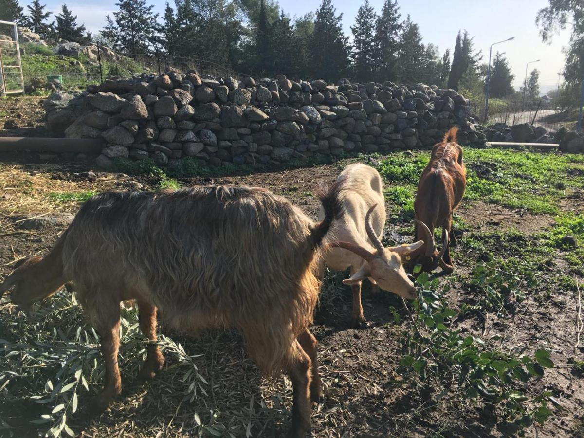 Suite Truck- Natura Eco Farm Εξωτερικό φωτογραφία